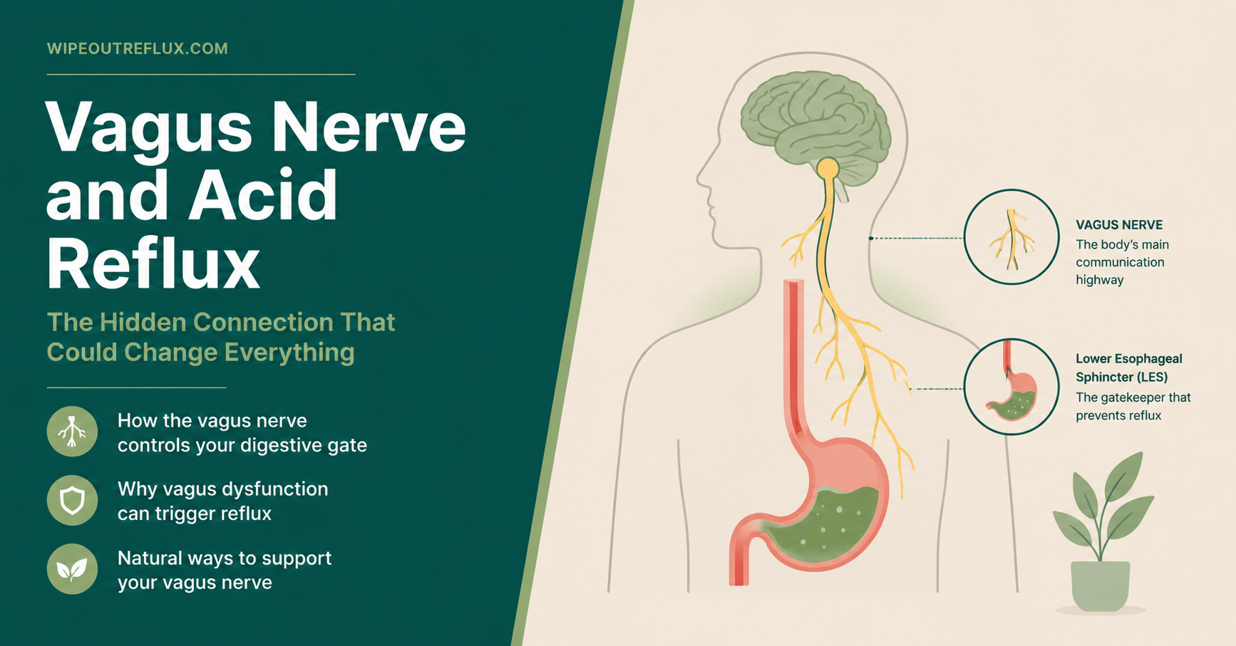 vagus nerve