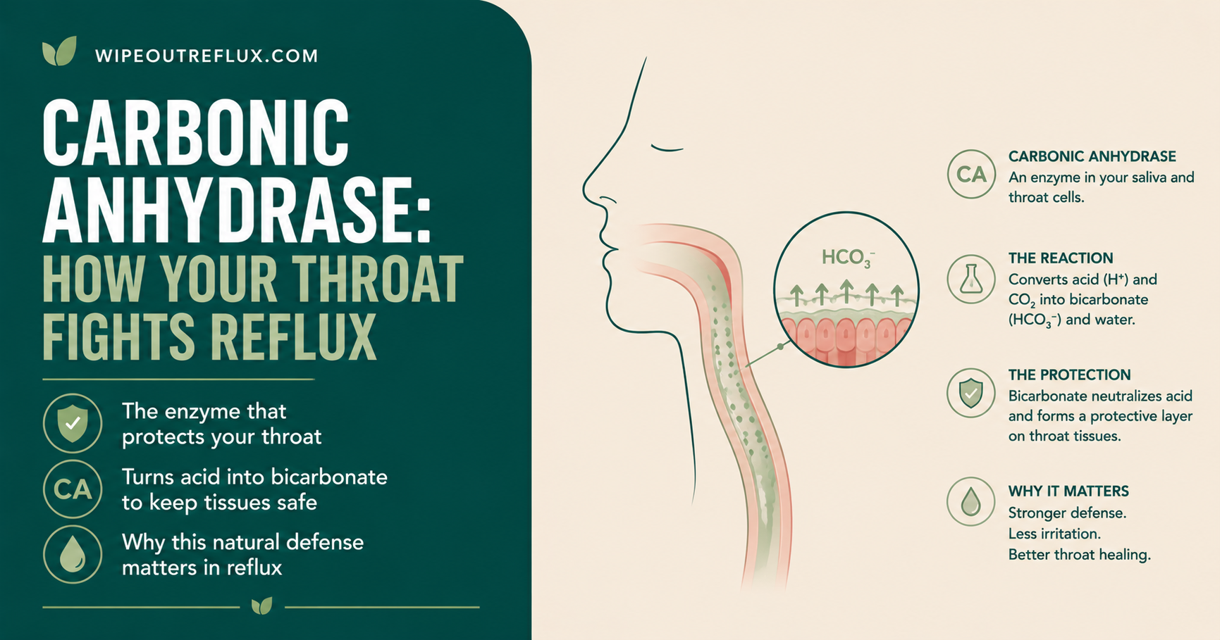 Carbonic Anhydrase: How Your Throat Fights Reflux